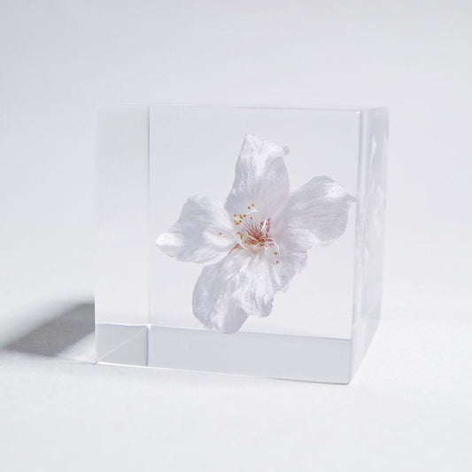 Sola cube ソメイヨシノ — 画像2