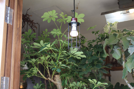 PLANTS LIGHT60 — 画像2
