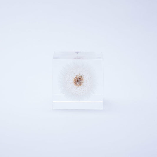 Sola cube タンポポ — 画像2