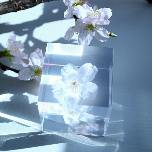 Sola cube ソメイヨシノ — 画像1
